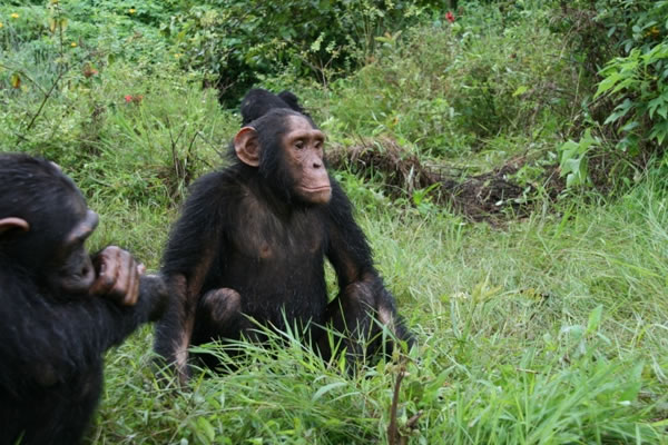 Chimpanzees in Ngamba