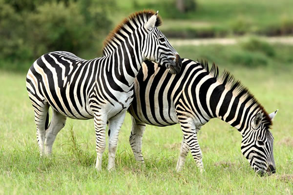 Zebras in Lake Mburo